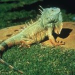 greeniguana