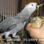 Чем кормить попугаев Жако