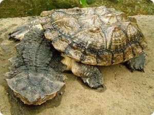Черепаха матамата  