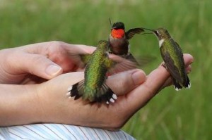 Особенности  внешнего вида колибри  