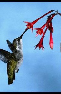 Почему колибри много едят?
