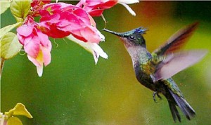 Места обитания колибри