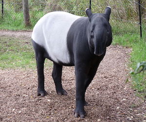 malajskij_tapir