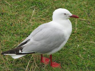 mini_albatrosy