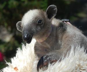 muraved_tamandua