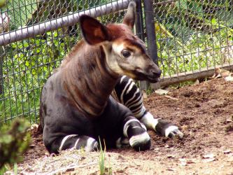 okapi