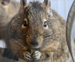 soderzhanie_chilijskoj_belki_degu_v_domashnix_usloviyax