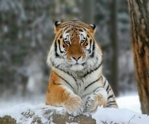 amurskij_tigr