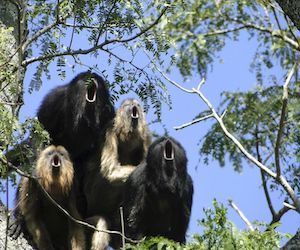 A black howler monkey vocal chorus is seen at the Biological Field Station Corrientes, Argentina in this handout image released to Reuters on October 21, 2015.   REUTERS/Mariana Rano/Handout via Reuters